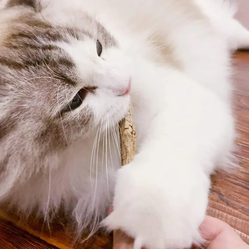 Natural Matatabi Cat