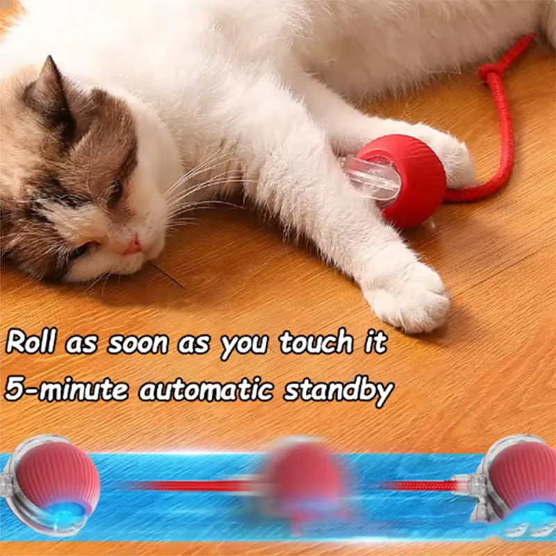 teasing cat ball
